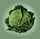Figure: cabbage