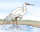 Figure: egret-1