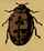 Figure: ladybird